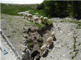 Ovce na Vršiču